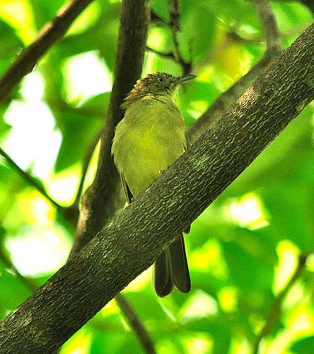 Sulphur-bellied bulbul